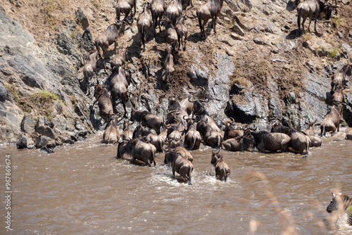 The great migration from serengeti to masai mara national park, kenya, africa. Every year thousands of wildebeest and zebra cross from Tanzania to Kenya