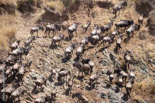 The great migration from serengeti to masai mara national park, kenya, africa. Every year thousands of wildebeest and zebra cross from Tanzania to Kenya