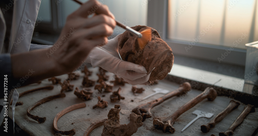 Obraz premium Close up of scientist or archaeologist cleaning skull with brush, studying remains of prehistoric human. Fossil specimen collection in advanced archaeological laboratory illuminated by sunset light.