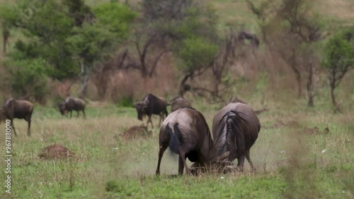 Fighting, Tanzania, Serengeti National Park, Safari