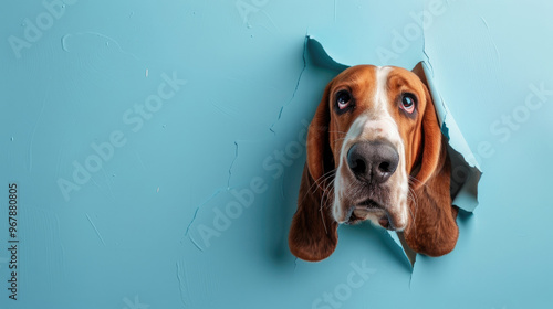 cute basset hound peeking through a hole in a blue paper wall