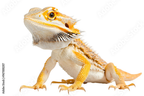 bearded dragon lizard on transparent background