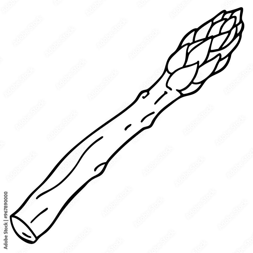 asparagus vegetable outline coloring book page line art illustration digital drawing asparagus vegetable outline coloring book page line art illustration digital drawing