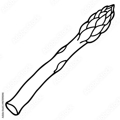 asparagus vegetable outline coloring book page line art illustration digital drawing