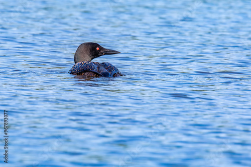 Common loon (Gavia immer) adult on Lake Nokomis in Wisconsin photo