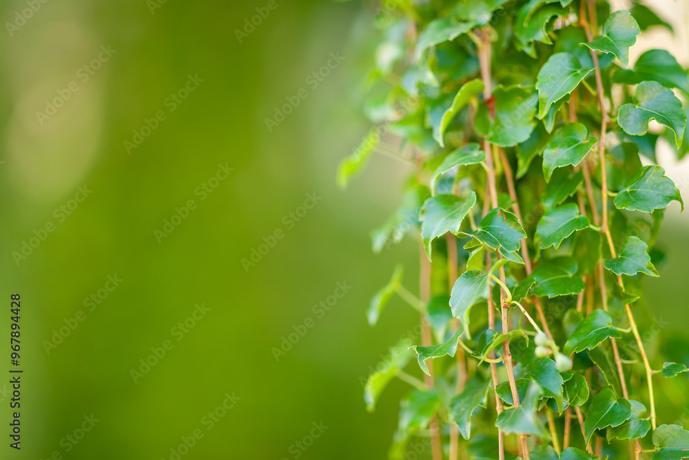 Fototapeta premium Growing green ivy on blurred wall of leaves for a natural background.