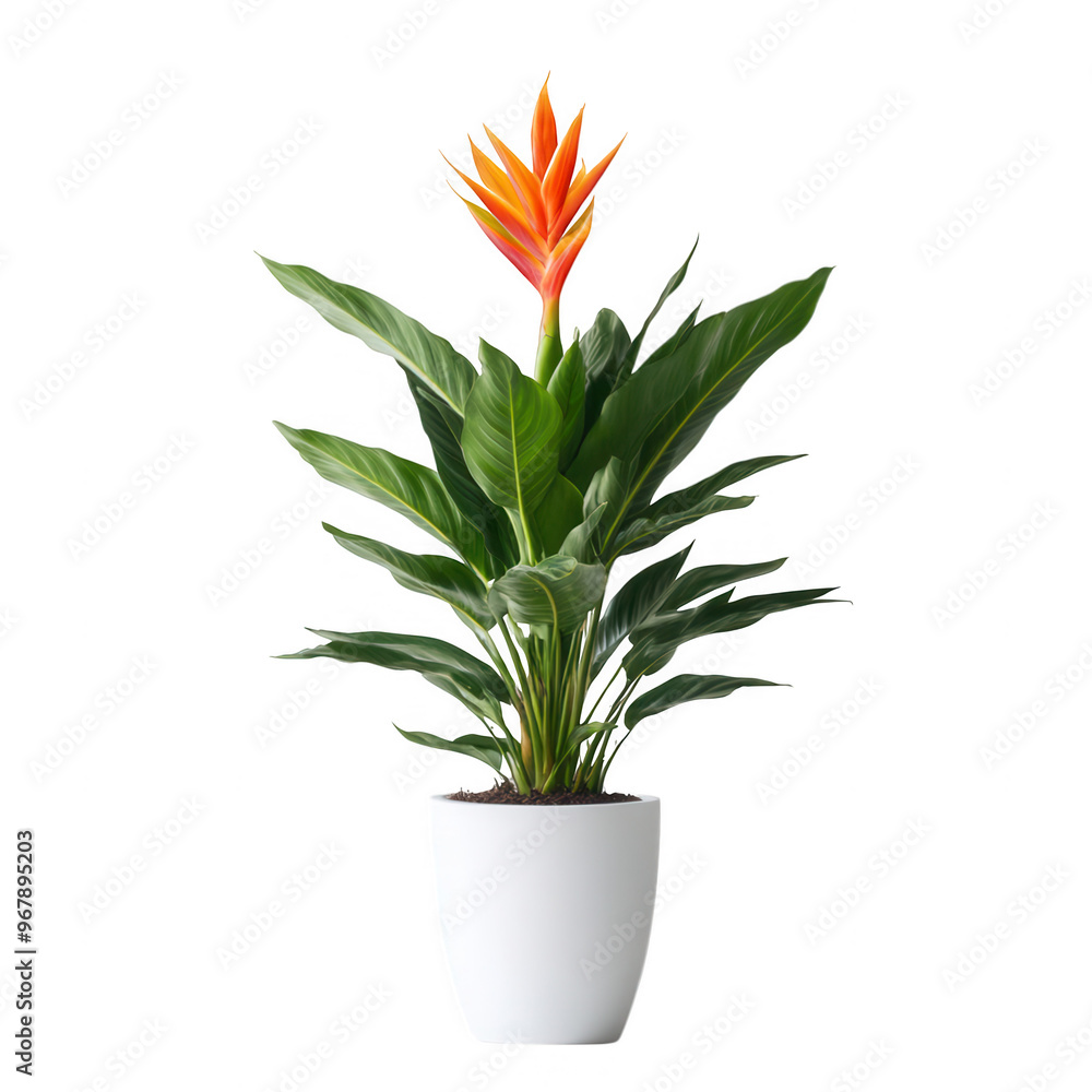 A vibrant potted plant with large green leaves and a striking orange flower. A vibrant potted plant with large green leaves and a striking orange flower.