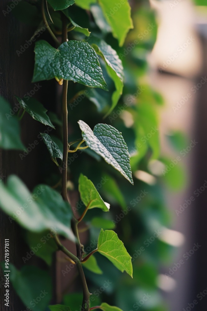 Lush green ivy climbing a wooden fence in the warm glow of a summer afternoon Lush green ivy climbing a wooden fence in the warm glow of a summer afternoon