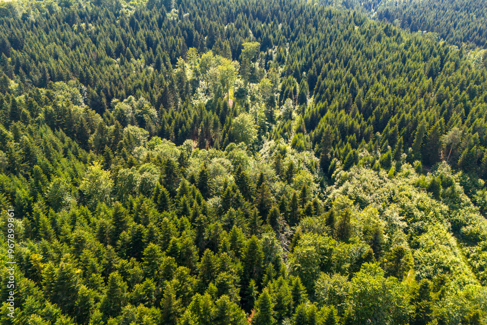 Obraz premium Aerial drone shot of a summer forest with vibrant green trees and a road meandering through.