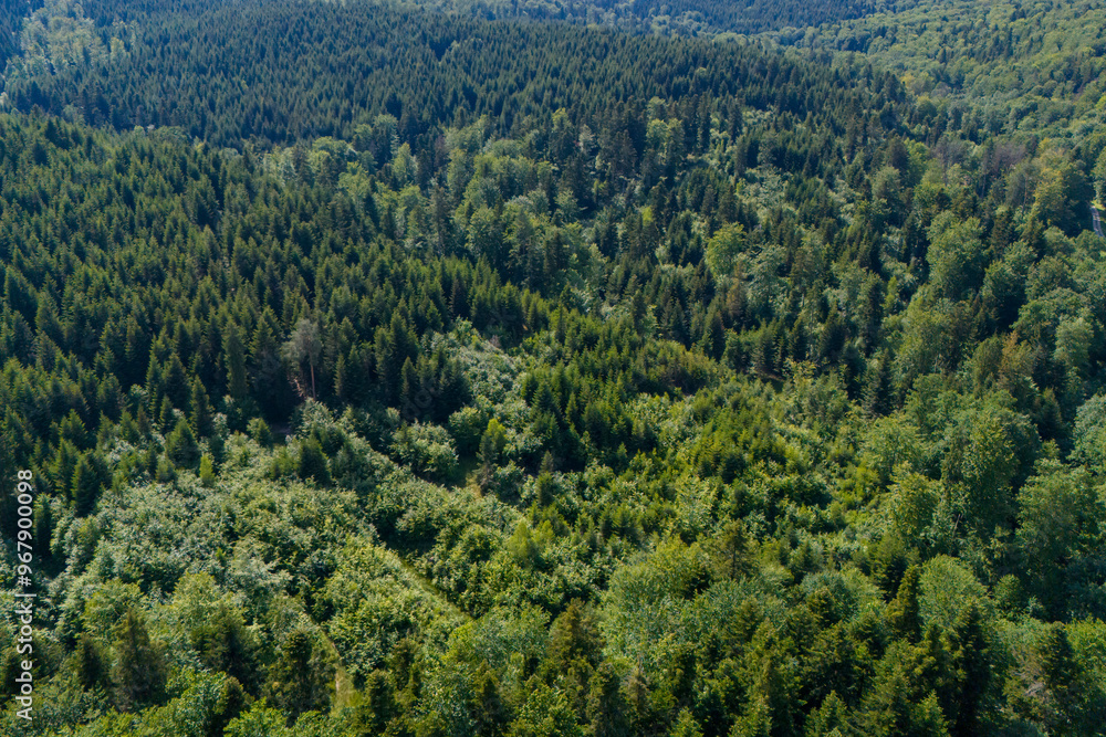 Drone view of a green forest in summer, with a road visible through the dense foliage. Drone view of a green forest in summer, with a road visible through the dense foliage.