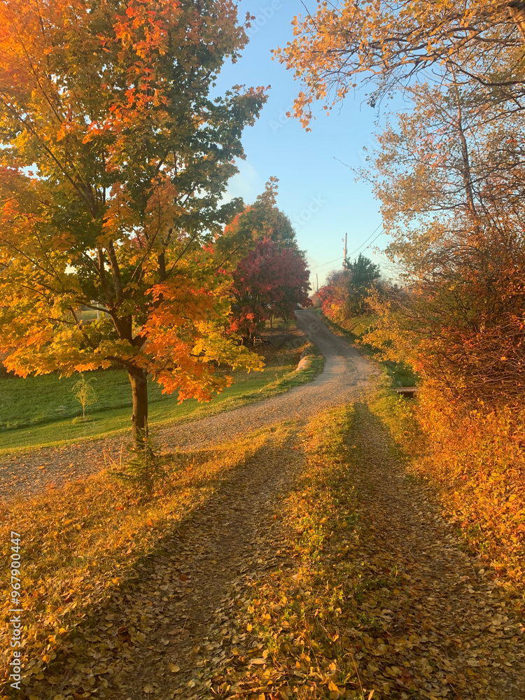 Fototapeta premium road in autumn