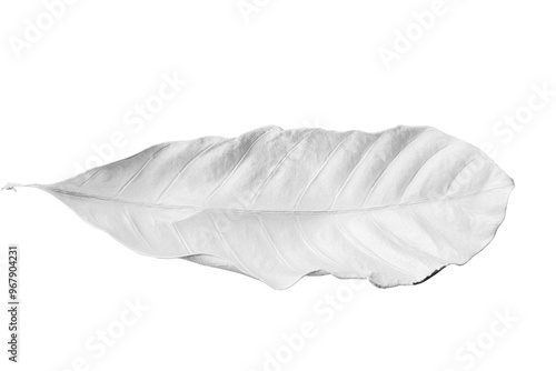 Leaf painted in white design element
