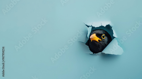 cute oropendola peeking through a hole in a blue paper wall photo