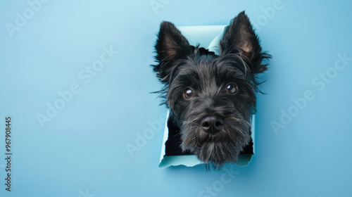 cute scottish terrier peeking through a hole in a blue paper wall