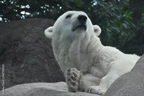 polar bear on the ice