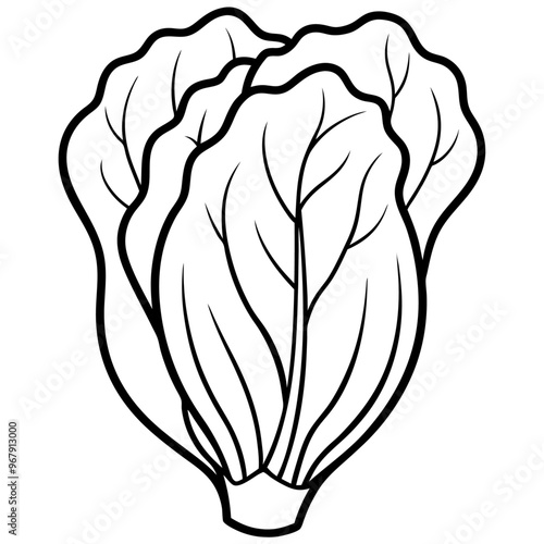 bok choy vegetable outline coloring book page line art illustration digital drawing