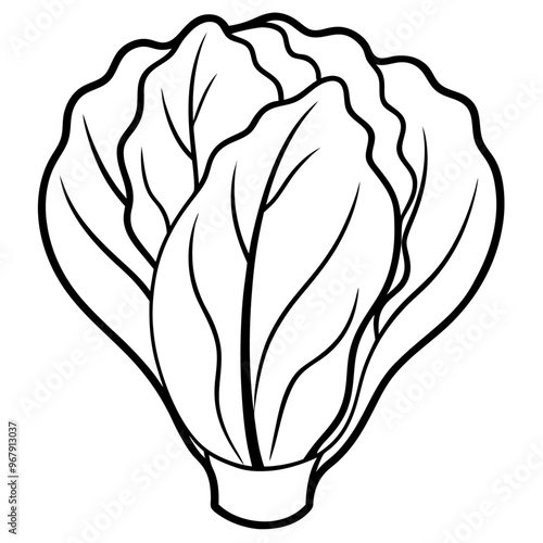 bok choy vegetable outline coloring book page line art illustration digital drawing