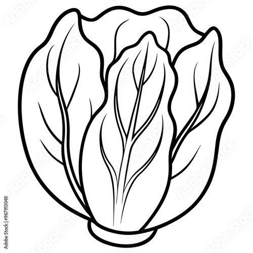 bok choy vegetable outline coloring book page line art illustration digital drawing
