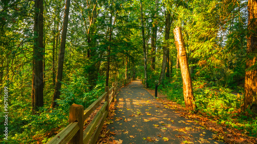 Fallen leaves foretell the imminent arrival of Fall at a BC public park. photo