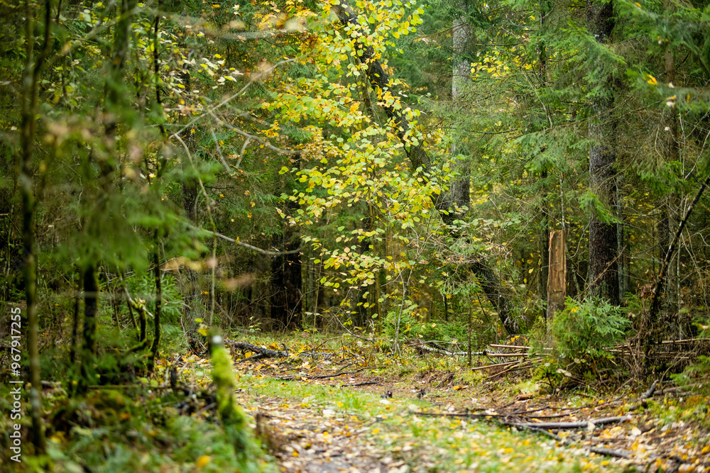 Obraz premium Beautiful mixed pine and deciduous forest. Fall foliage on the trees.