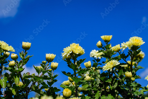 Many vivid yellow Chrysanthemum x morifolium flowers and small green blooms towards clear blue sky, in a garden in a sunny autumn day, beautiful colorful outdoor background. photo