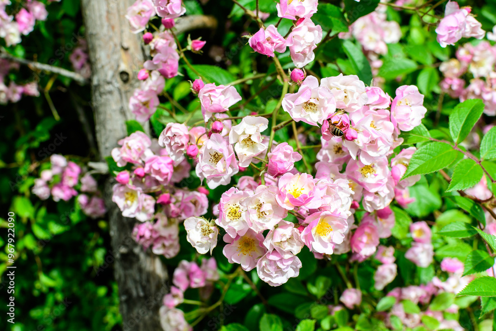 Bush with many delicate white and pink roses in full bloom and green leaves in a garden in a sunny summer day, beautiful outdoor floral background photographed with soft focus. Bush with many delicate white and pink roses in full bloom and green leaves in a garden in a sunny summer day, beautiful outdoor floral background photographed with soft focus.