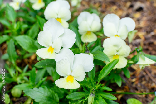 Close up of many delicate white pansies in a garden in a sunny spring day, beautiful outdoor floral background photographed with soft focus.