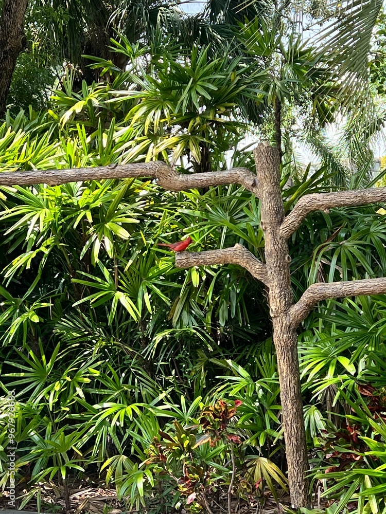 Fototapeta premium Red Male Cardinal 