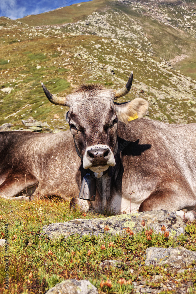 Cows grazing in the high mountains. Cows grazing in the high mountains.