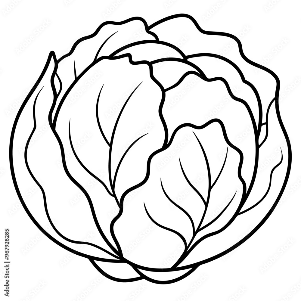 cabbage vegetable outline coloring book page line art illustration digital drawing cabbage vegetable outline coloring book page line art illustration digital drawing