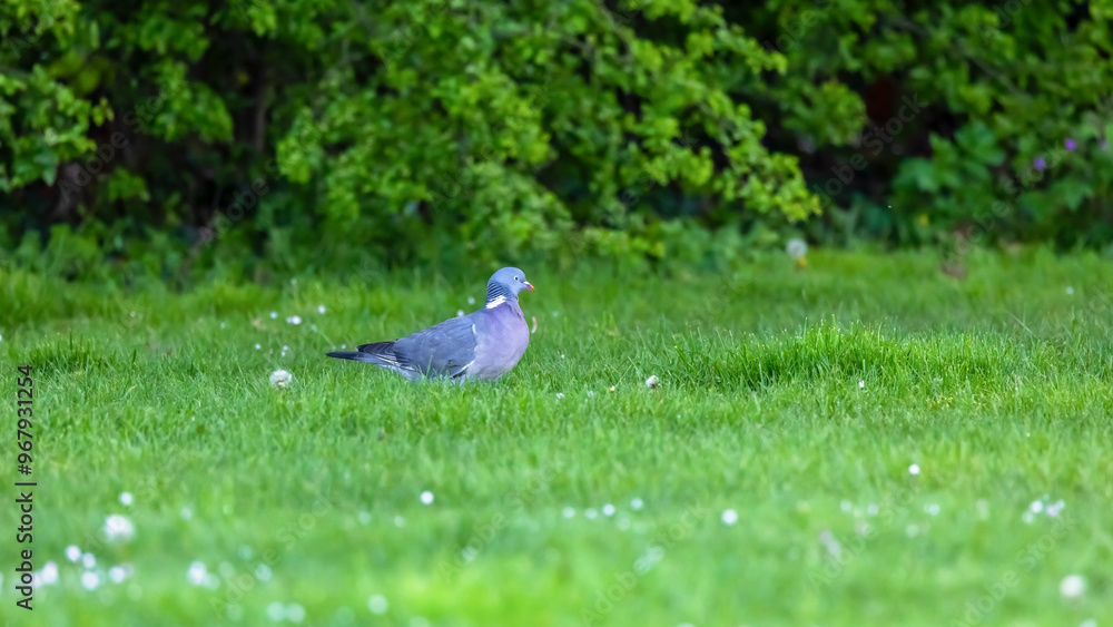 Fototapeta premium Woodpigeon 