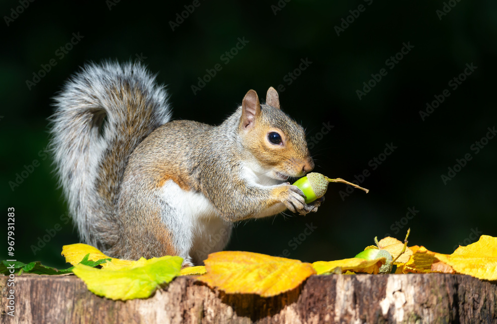 Portrait of a grey squirrel eating acorn on a tree stump in autumn Portrait of a grey squirrel eating acorn on a tree stump in autumn