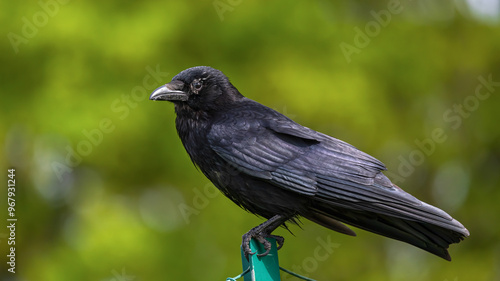 Crow