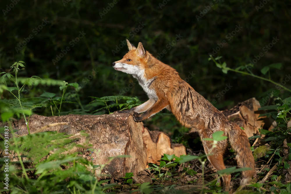 Portrait of a red fox standing on a log in the forest Portrait of a red fox standing on a log in the forest