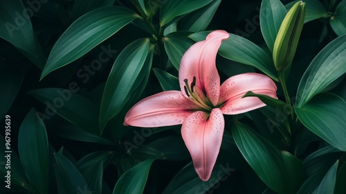 Pink lily flower among lush green leaves, nature beauty concept