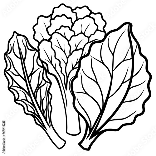 collard greens mustard greens bok choy vegetables outline coloring book page line art illustration digital drawing
