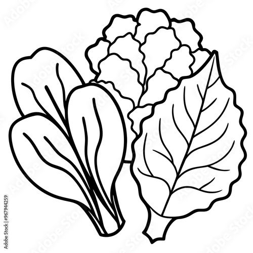 collard greens mustard greens bok choy vegetables outline coloring book page line art illustration digital drawing