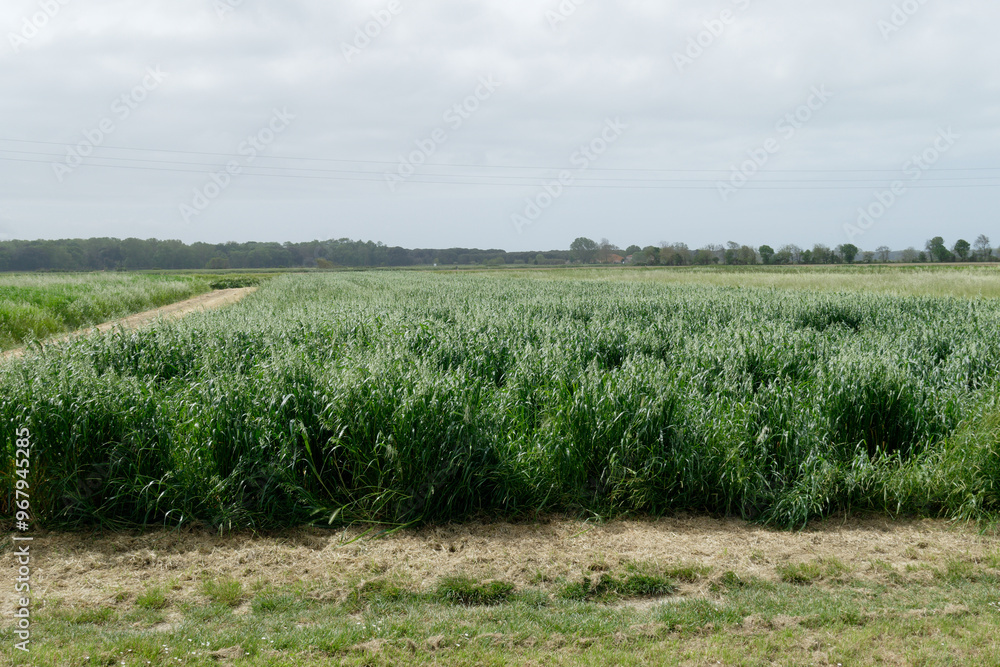 Oat ( Avena novella antonia ) field in summer . Tuscany, Italy Oat ( Avena novella antonia ) field in summer . Tuscany, Italy