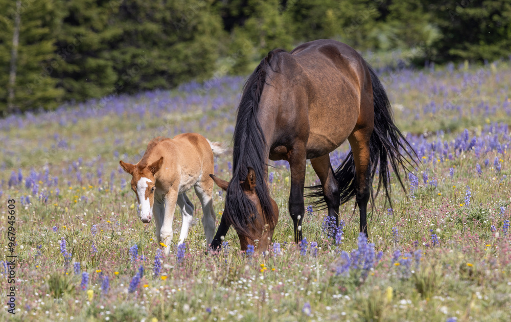 Wild Horse Mare and Foal in Summer in the Pryor Mountains Montana Wild Horse Mare and Foal in Summer in the Pryor Mountains Montana