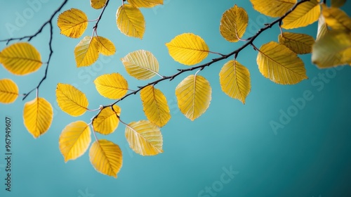 A close-up of yellow leaves on a branch against a serene blue sky, showcasing the beauty of nature and the vibrant colors of autumn in a peaceful setting.