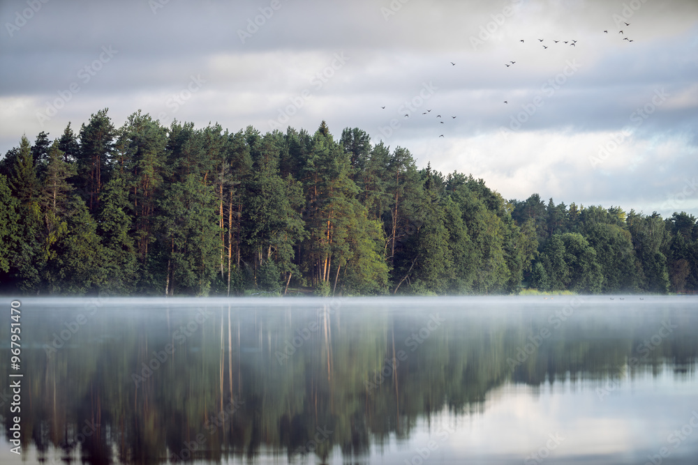 Fototapeta premium Morning on a forest lake, ducks are flying across the sky.Fog on the lake.Morning fishing.