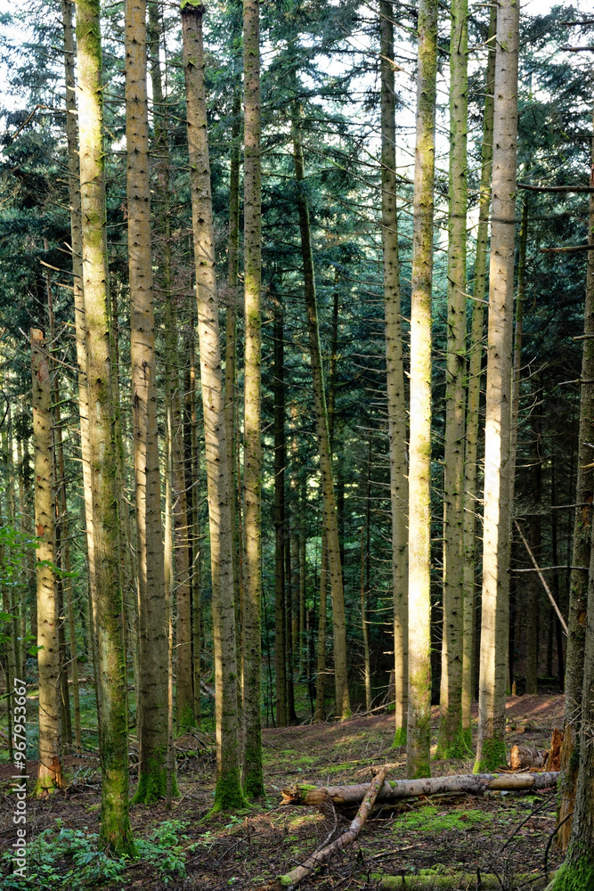 Naklejka premium Forêt