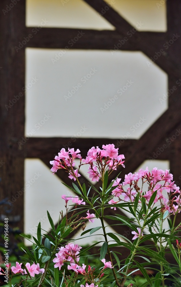 Fototapeta premium Oleander (Nerium oleander) vor einem Fachwerkhaus in Meißen, Deutschland