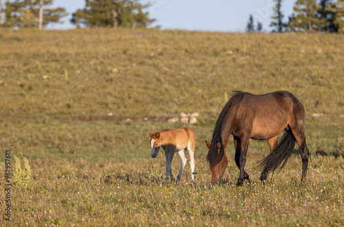 Wild Horse Mare and Foal in Summer in the Pryor Mountains Montana