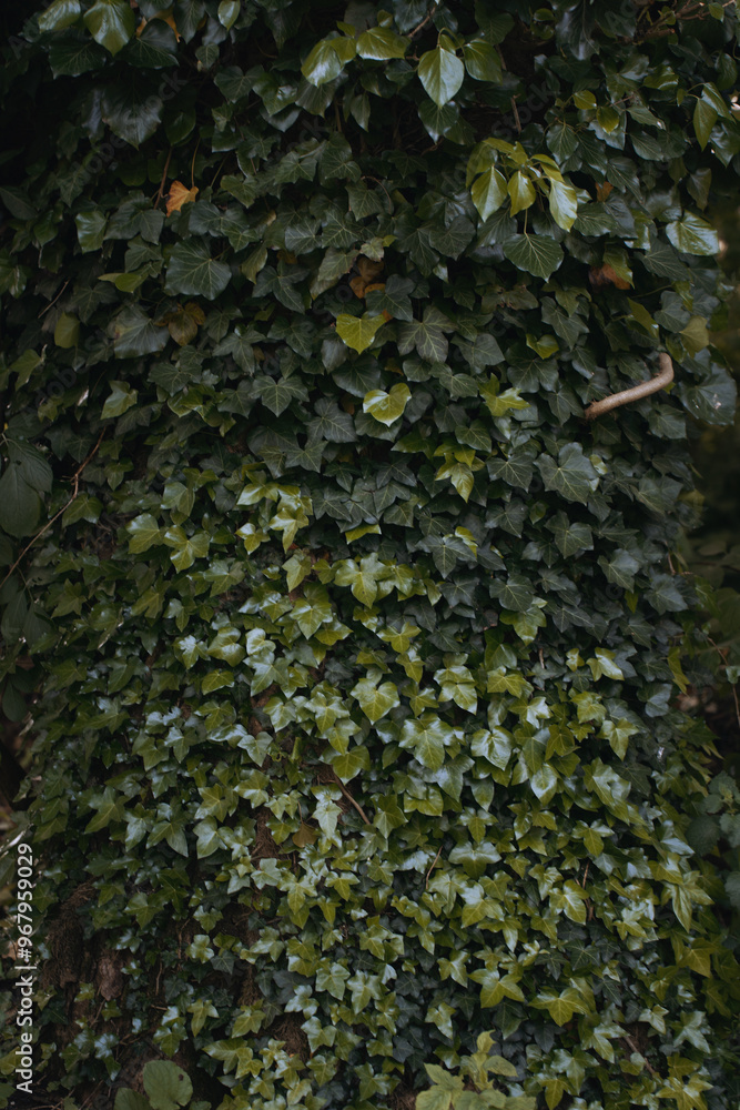 leaves on the ground leaves on the ground