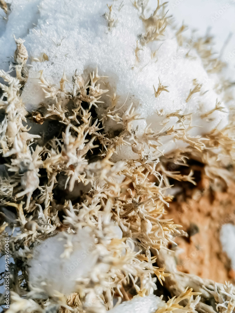 grass in the snow grass in the snow