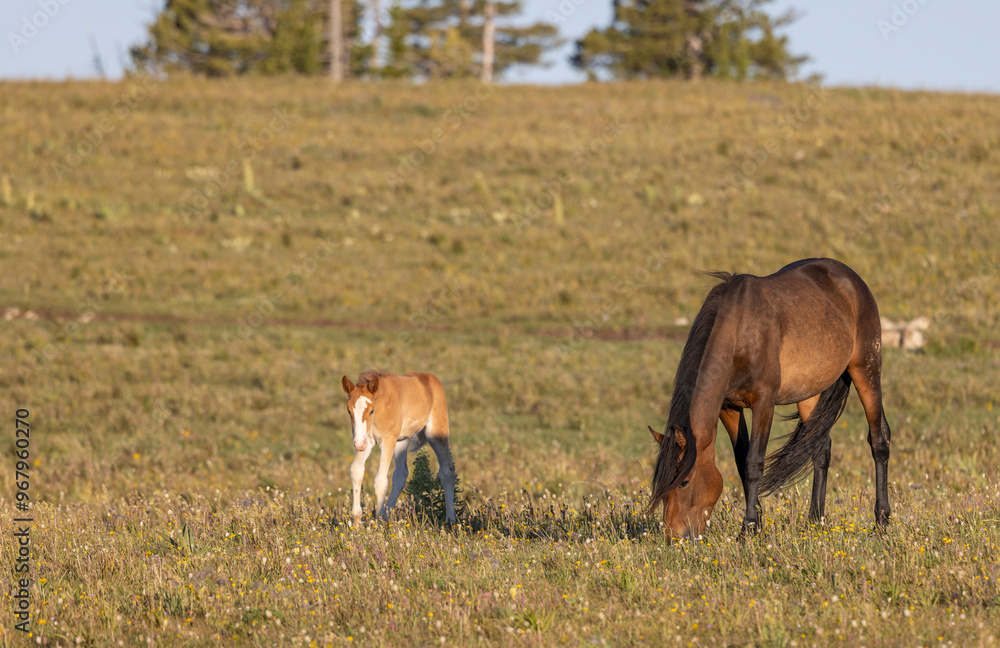 Naklejka premium Wild Horse Mare and Foal in Summer in the Pryor Mountains Montana