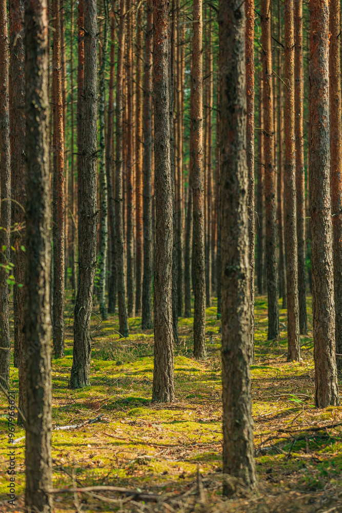 A row of young pines planted in the forest A row of young pines planted in the forest