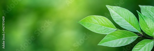 Abstract background with green stripes in nature, with a green-textured plant leaf. organic, natural environment. photo