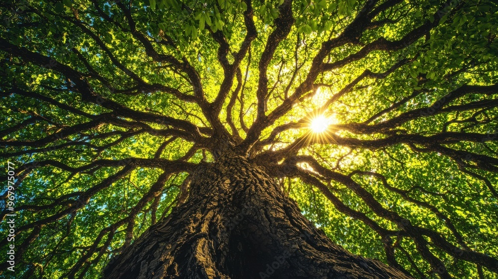 Obraz premium A tree with each branch representing a different KPI, growing outwards and upwards toward the sunlight, balanced performance and growth